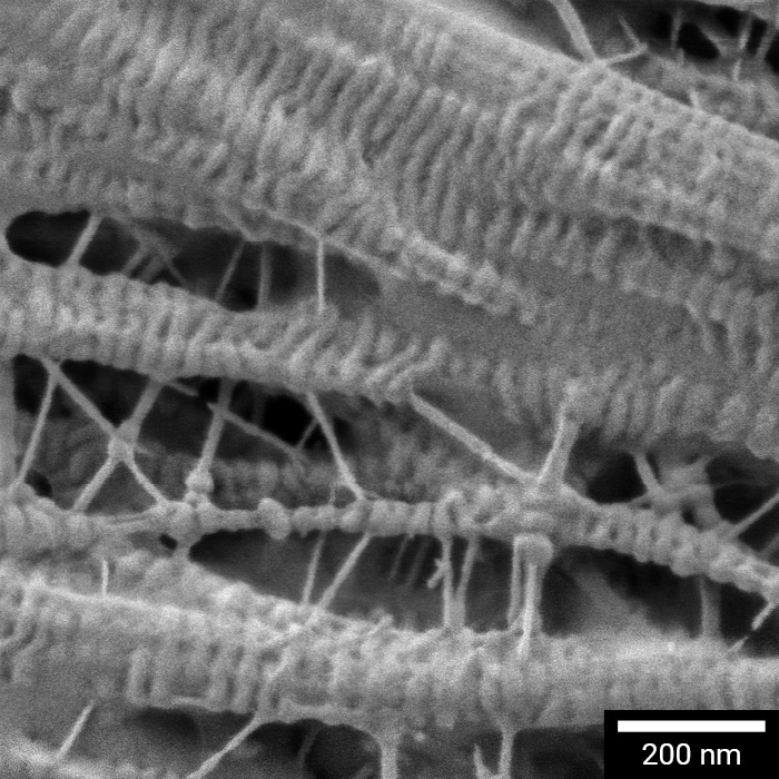 バッテリーセパレーターの気孔率の高解像度SEM解析